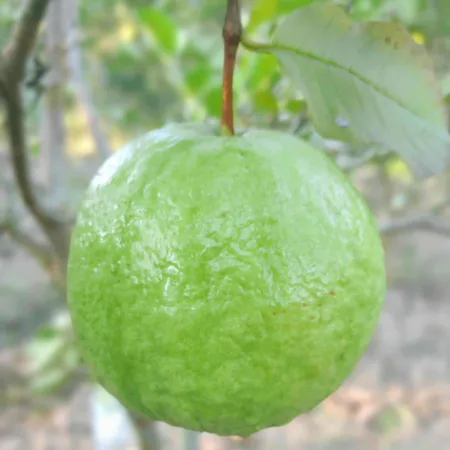 পেয়ারা - Guava